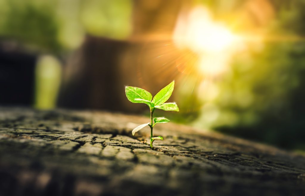 New Life concept with seedling growing sprout (tree). business development symbolic. A strong seedling growing in the stumps. Concept of building a future focus on new life. hope, freedom, life.
